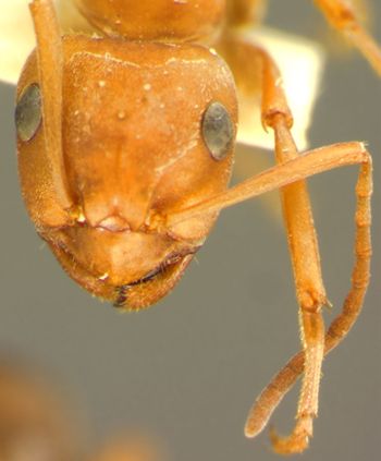Media type: image; Entomology 9208   Aspect: head frontal view